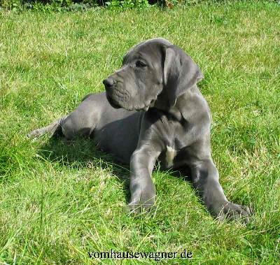 Ismene Vom Hause Wagner