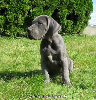 Ismene Vom Hause Wagner