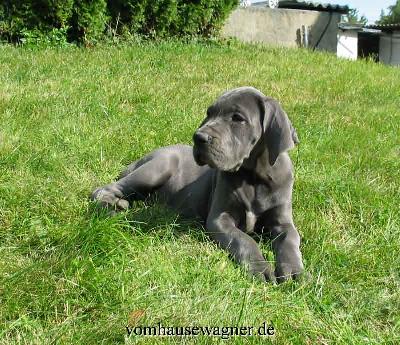 Ismene Vom Hause Wagner