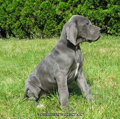 Iokaste Vom Hause Wagner