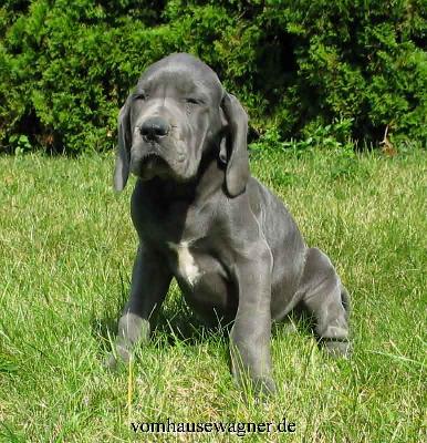 Iokaste Vom Hause Wagner