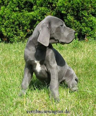 Iokaste Vom Hause Wagner