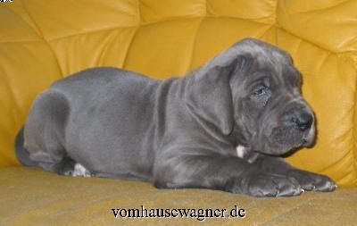 Jupiter Vom Hause Wagner