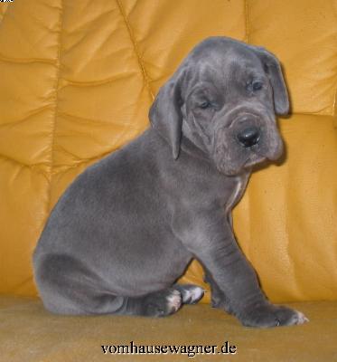 Jokus Vom Hause Wagner