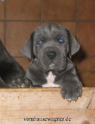 Jockel Vom Hause Wagner