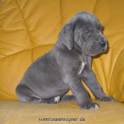 Juno Vom Hause Wagner