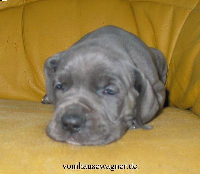 Ch Julius Vom Hause Wagner