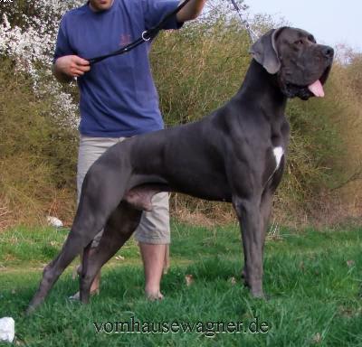 Ch Julius Vom Hause Wagner