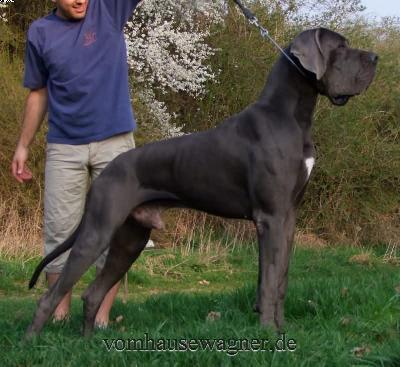 Ch Julius Vom Hause Wagner