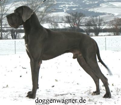 Ch Julius Vom Hause Wagner