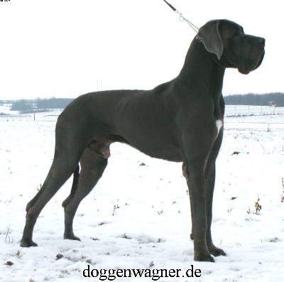 Ch Julius Vom Hause Wagner