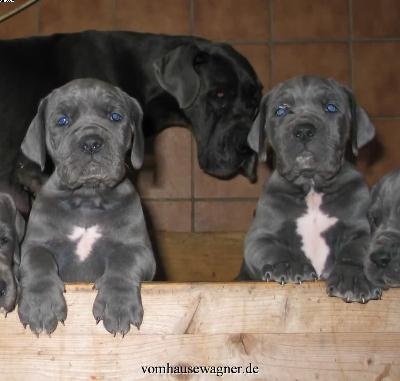 Josefine Vom Hause Wagner