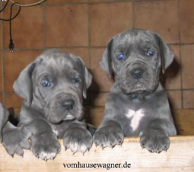 Justitia Vom Hause Wagner