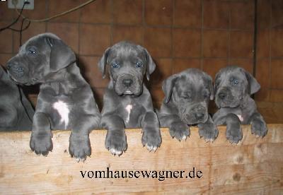 Juventas Vom Hause Wagner