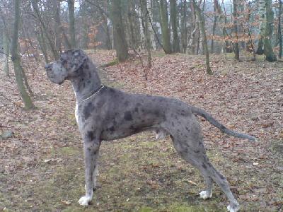 Riddik Vom Wchterberg