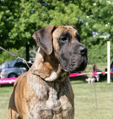 Ivanhoe De Cane Nobile