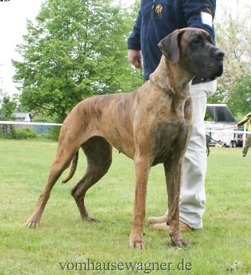 Aljany De La Tricolore