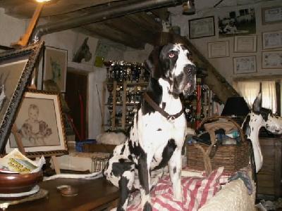 Aston De La Grisoniere