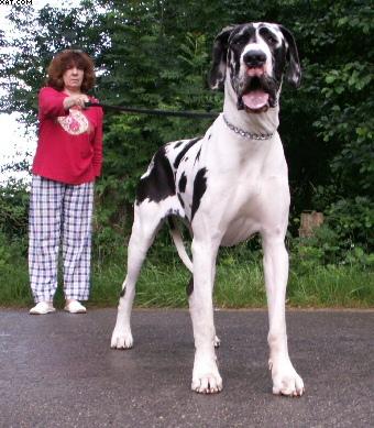 Baccara De La Grisoniere