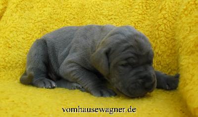 Kolumbus Vom Hause Wagner