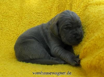 Kolumbus Vom Hause Wagner