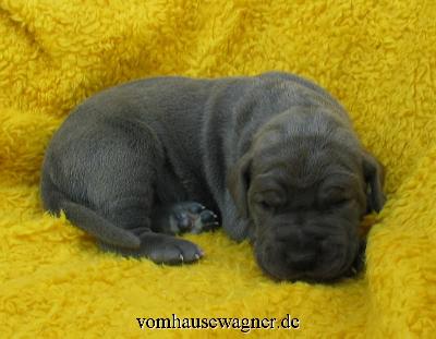 Kolumbus Vom Hause Wagner