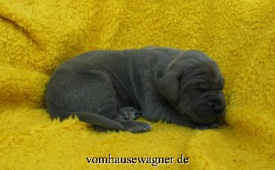 Kolumbus Vom Hause Wagner