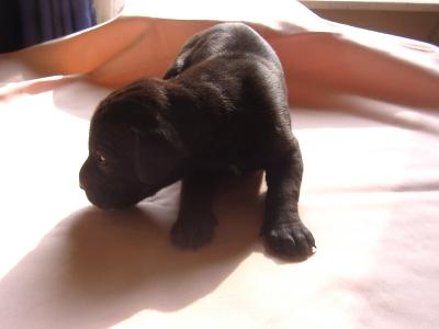 Amigo Vom Kirchenweg