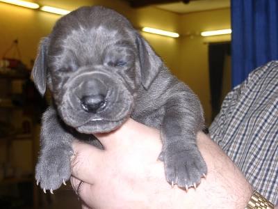 Arris Vom Kirchenweg