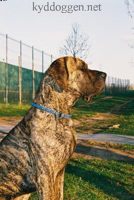 Bacchus Ex Umbra In Solem