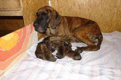 Diddi Bocca D�tigre