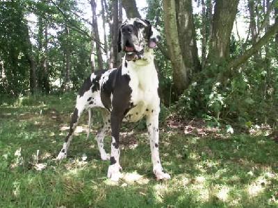 Vlaska De La Grisoniere