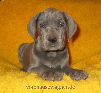 Lupinus Vom Hause Wagner