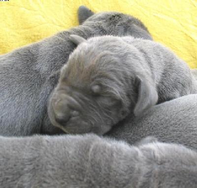 Limbus Vom Hause Wagner