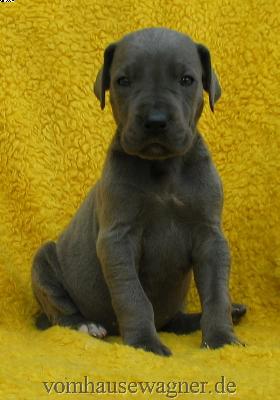 Limbus Vom Hause Wagner