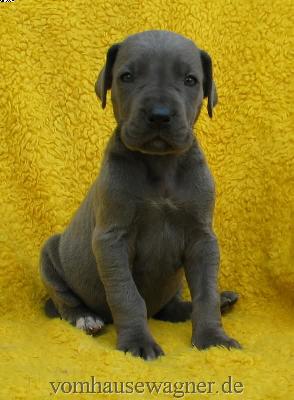 Limbus Vom Hause Wagner