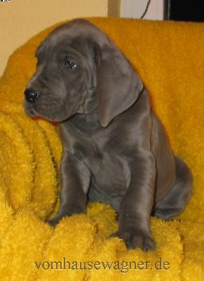 Limbus Vom Hause Wagner