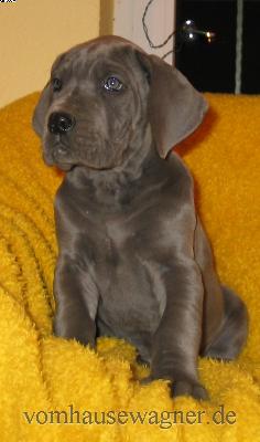 Limbus Vom Hause Wagner