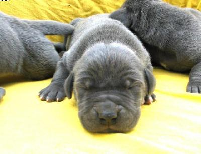 Levator Vom Hause Wagner