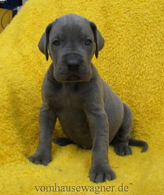 Levator Vom Hause Wagner