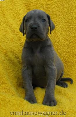 Levator Vom Hause Wagner