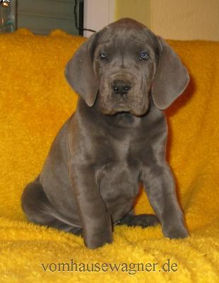 Levator Vom Hause Wagner