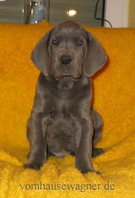 Levator Vom Hause Wagner