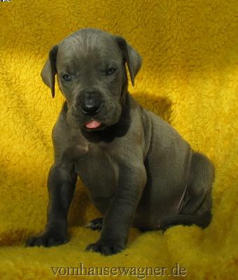 Latus Vom Hause Wagner