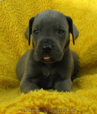 Latus Vom Hause Wagner