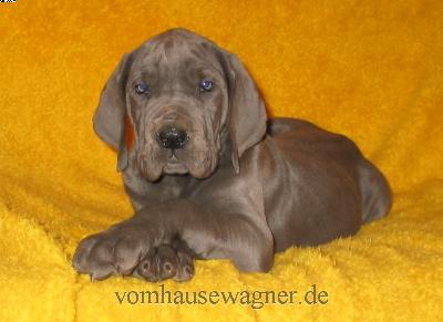 Lactifer Vom Hause Wagner