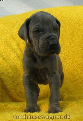 Lactifer Vom Hause Wagner