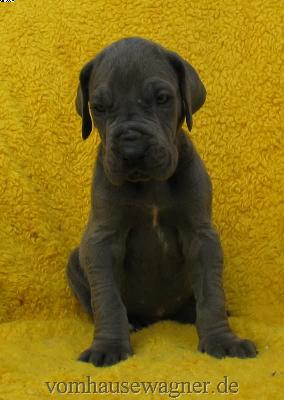 Lactifer Vom Hause Wagner