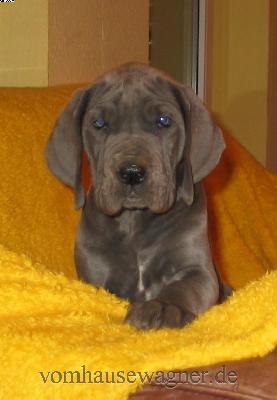 Lactifer Vom Hause Wagner