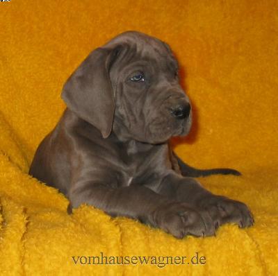 Lactifer Vom Hause Wagner